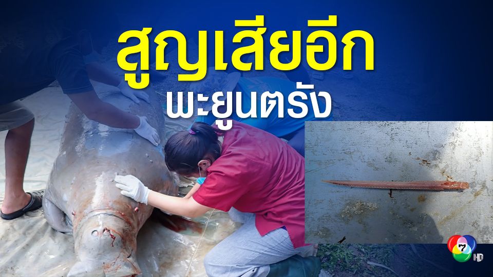 สลด! พะยูนตรังตายอีก 1 เซ่นพิษเงี่ยงปลากระเบน