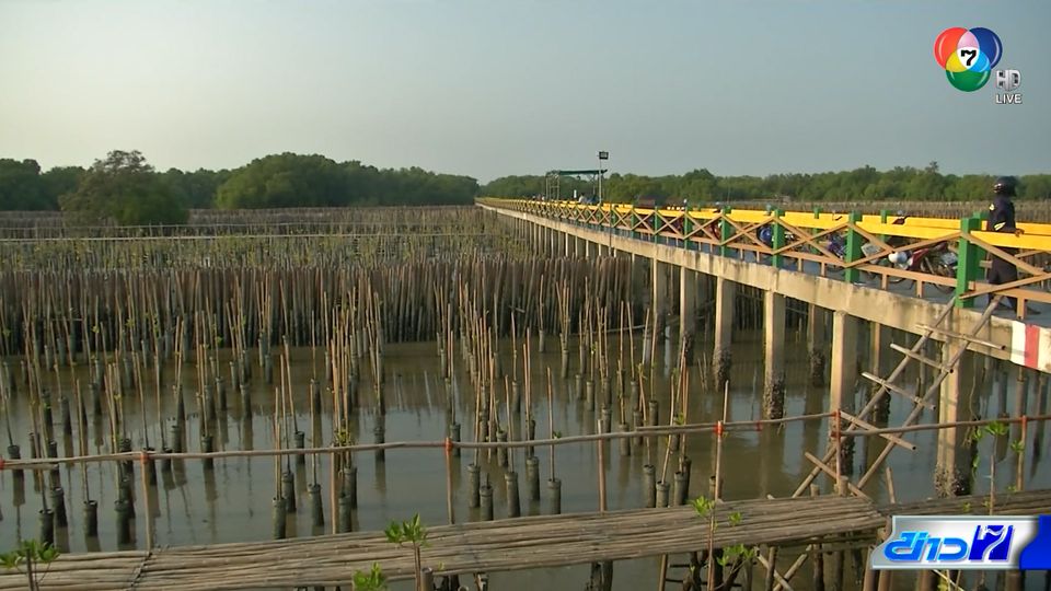 รายงานพิเศษ : ฟื้นป่าชายเลน ชายทะเลบางขุนเทียน