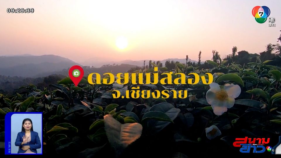 คนท้องถิ่นกินอะไรกัน พาขึ้นดอยแม่สลอง จ.เชียงราย ชิมอาหารจีนยูนนานอันเลื่องลือ 15.45 น. ห้ามพลาด! : สนามข่าวบันเทิง