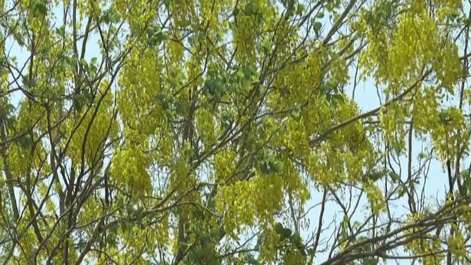 ดอกคูณบานสะพรั่งถนนมิตรภาพ ต้อนรับสงกรานต์