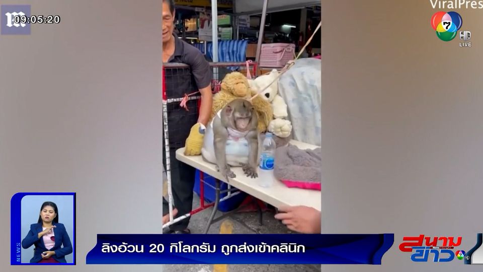 ภาพเป็นข่าว : ลิงอ้วนแห่งมีนบุรี ถูกส่งเข้าคลินิกไปลดน้ำหนัก