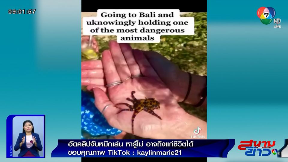 ภาพเป็นข่าว : นทท.อัดคลิปจับหมึกบลูริงเล่น หารู้ไม่อันตรายอาจถึงชีวิต