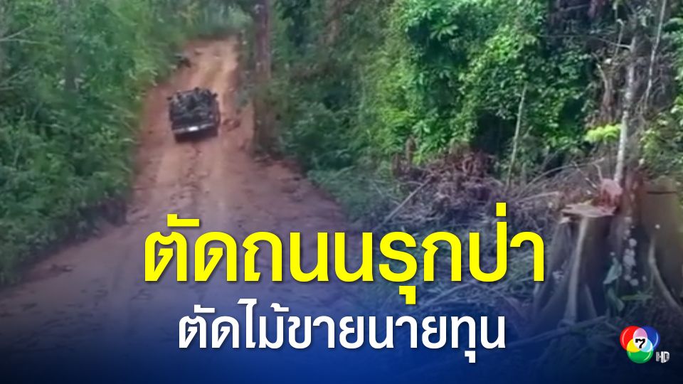 แก๊งมอดไม้เย้ยกฎหมาย ลอบตัดถนนรุกป่าสมบูรณ์ จ.นราธิวาส ตัดไม้มีค่าส่งขายนายทุน