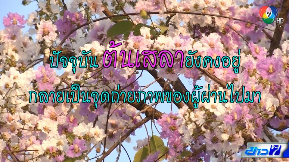 คอลัมน์หมายเลข 7 : ถอดบทเรียนจากต้นเสลาหน้า ม.นเรศวร