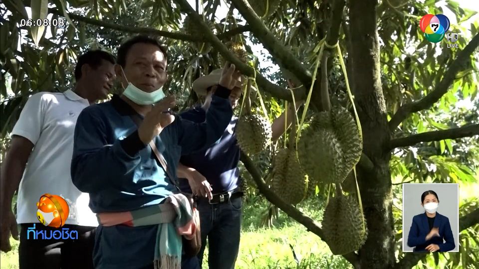 เปิดตัวทุเรียนอารมณ์สุนทรี ด้วยน้ำหมักจากกัญชา จ.อุบลราชธานี