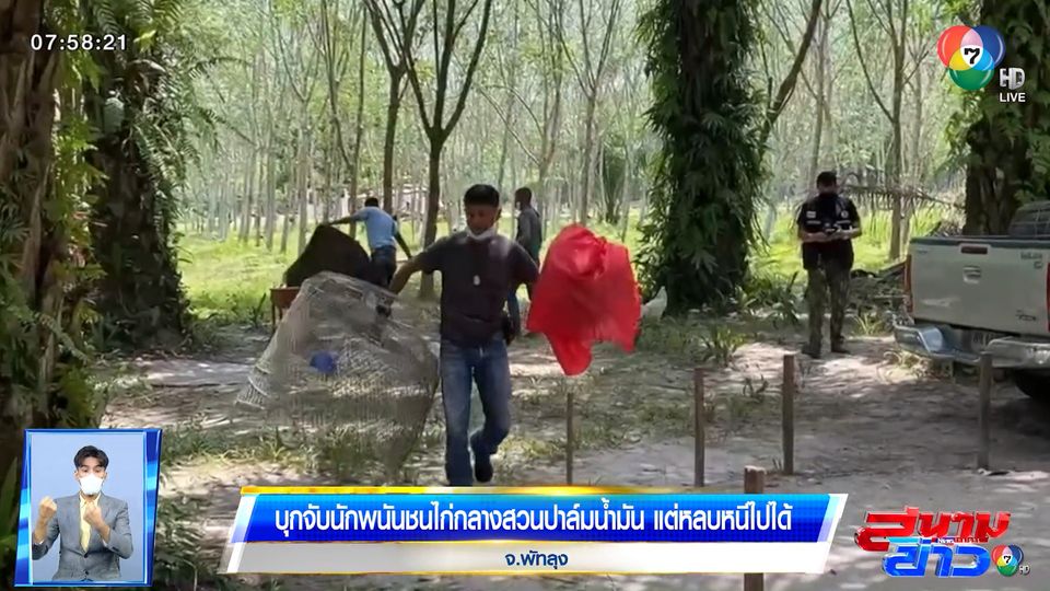 บุกจับนักพนันชนไก่กลางสวนปาล์มน้ํามัน แต่หลบหนีไปได้ จ.พัทลุง