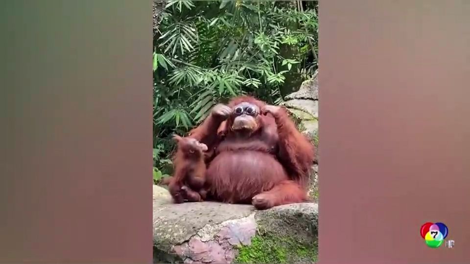 ลิงอุรังอุตังหยิบแว่นตามาสวม ในสวนสัตว์อินโดนีเซีย