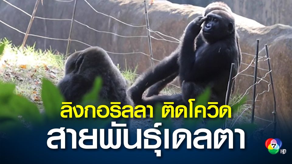 สวนสัตว์ในสหรัฐฯ พบลิงกอริลลา 18 ตัวติดโควิด