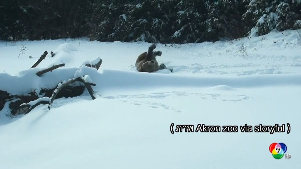 เผยภาพสัตว์ในสวนสัตว์สหรัฐฯ เล่นหิมะอย่างสนุกสนาน
