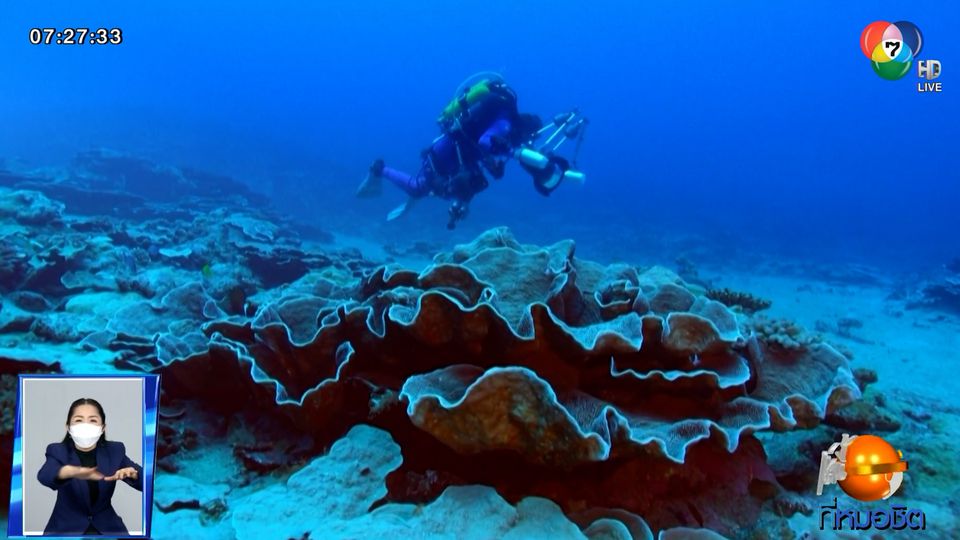 พบปะการังยักษ์ ในตาฮิติ