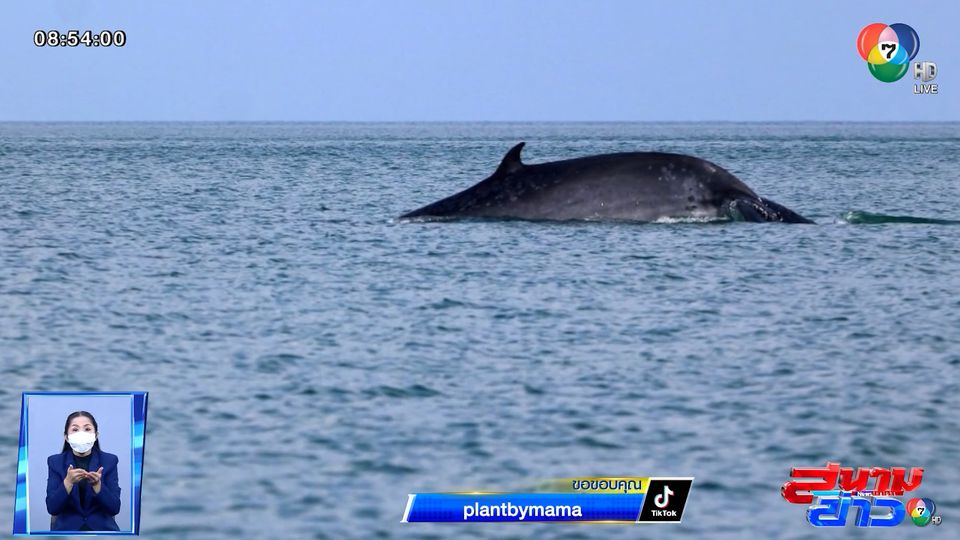 ภาพเป็นข่าว : ตื่นตาตื่นใจ! วาฬบรูด้า ว่ายอวดโฉมในหมู่เกาะอ่างทอง จ.สุราษฎร์ธานี