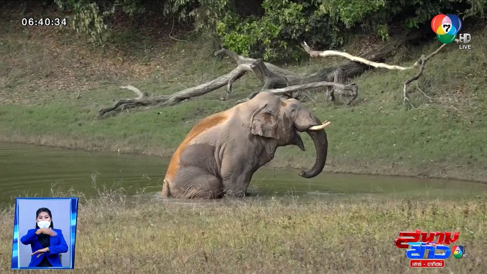 ภาพเป็นข่าว : ช้างป่าเขาใหญ่ตกมัน นอนแช่น้ำอวดนักท่องเที่ยว