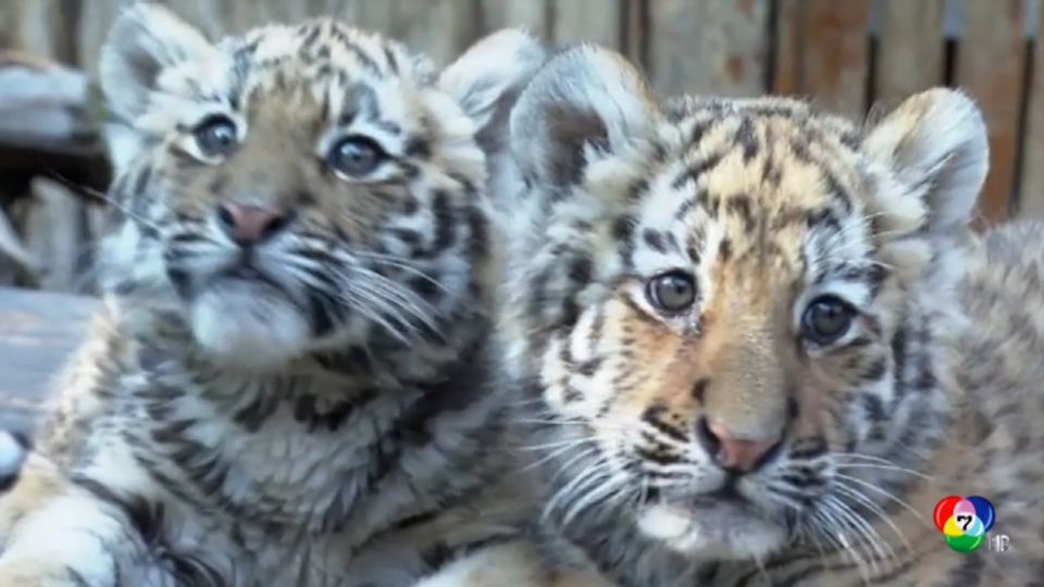 สวนสัตว์จีน เปิดให้นักท่องเที่ยวชมลูกเสือโคร่งไซบีเรีย