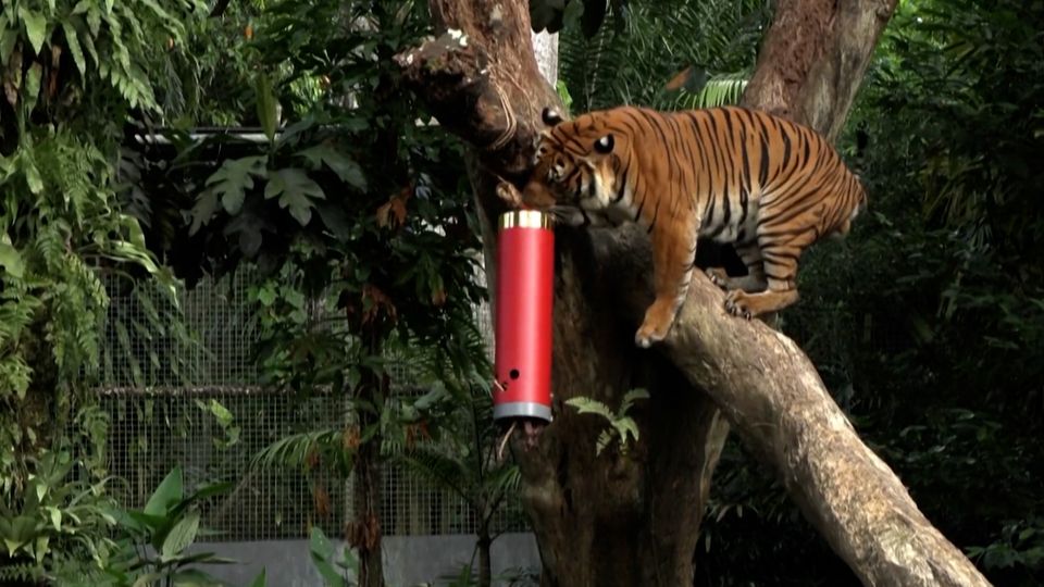 สวนสัตว์สิงคโปร์ตกแต่งกรงเสือรับตรุษจีน