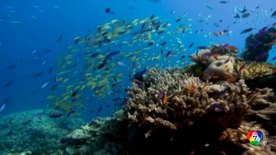 ออสเตรเลีย อนุมัติงบ 1 พันล้านดูแลแนวปะการัง เกรตแบร์ริเออร์รีฟ