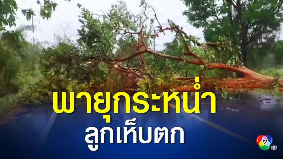พายุกระหน่ำลูกเห็บตก ต้นไม้ล้มขวางถนน รถที่สัญจรต้องจอดรถบริเวณข้างทาง