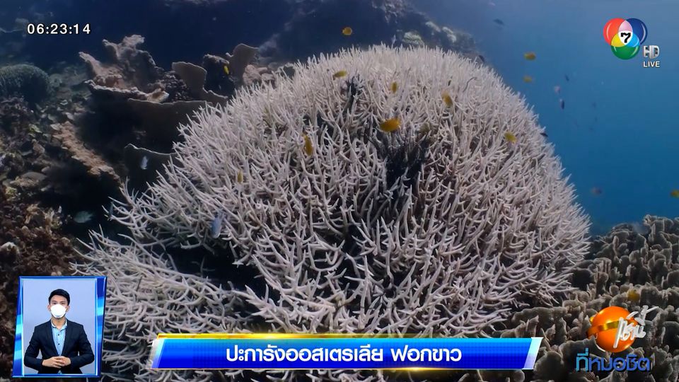 ปะการังออสเตรเลีย ฟอกขาว