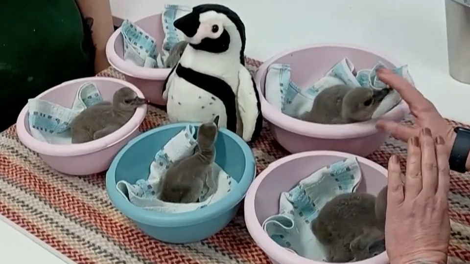 จนท.สวนสัตว์ใช้ตุ๊กตาเพนกวินเป็นเพื่อนกับลูกเพนกวิน 5 ตัว หลังพ่อแม่ไม่สามารถดูแลได้