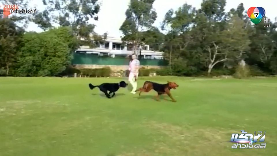 สุนัขวิ่งไล่กันในสนามกอล์ฟ ชนเจ้าของร่วง