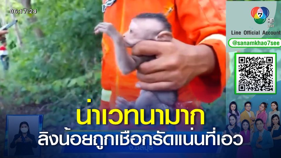 ภาพเป็นข่าว : ช่วยลิงน้อยถูกเชือกรัดเอว จ.ชลบุรี