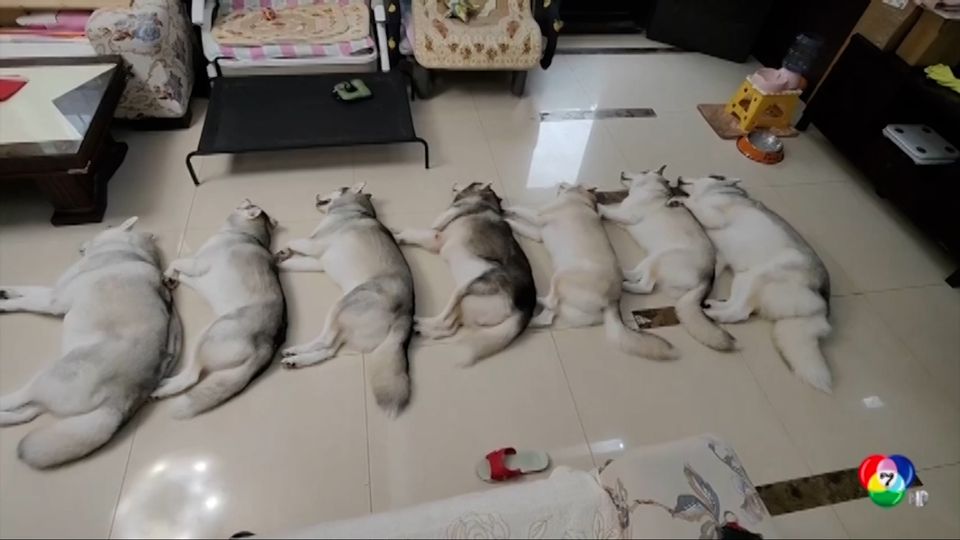 เจ้าของสุนัขไซบีเรียนที่จีนจับน้องหมา 7 ตัวนอนเรียงเป็นระเบียบ