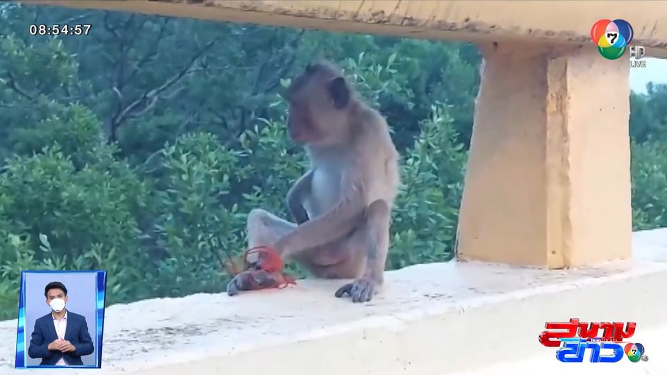 ภาพเป็นข่าว : สุดเวทนา ลิงน้อยถูกเชือกพันขา