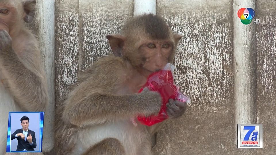 Green Report : Monkeys Drive Thru ท่องเที่ยว-ให้อาหาร แบบปลอดโรค