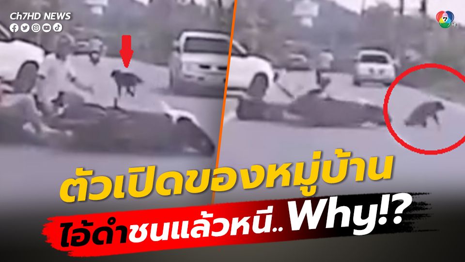 อุบัติเหตุไม่คาดคิด สุนัขวิ่งตัดหน้ารถจยย. นักท่องเที่ยวชาวต่างชาติ จนเสียหลักล้มคว่ำ ก่อนนั่งงงเกิดอะไรขึ้น เกิดขึ้นได้อย่างไร ชาวเน็ตบอก "คุณมาถึงประเทศไทยแล้ว"