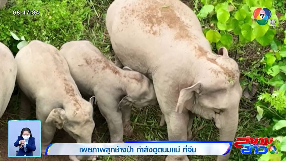 ภาพเป็นข่าว : เผยภาพลูกช้างป่า กำลังดูดนมแม่ที่จีน