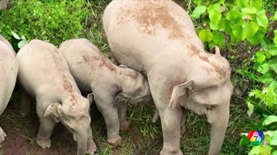 เผยภาพลูกช้างป่า กำลังดูดนมแม่ ที่จีน