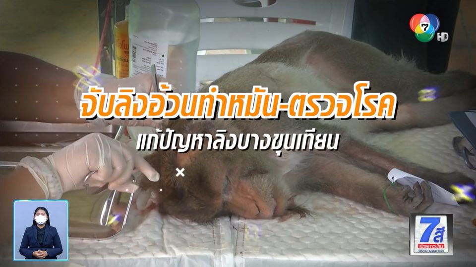 Green Report : จับลิงอ้วนทำหมัน-ตรวจโรค แก้ปัญหาลิงบางขุนเทียน