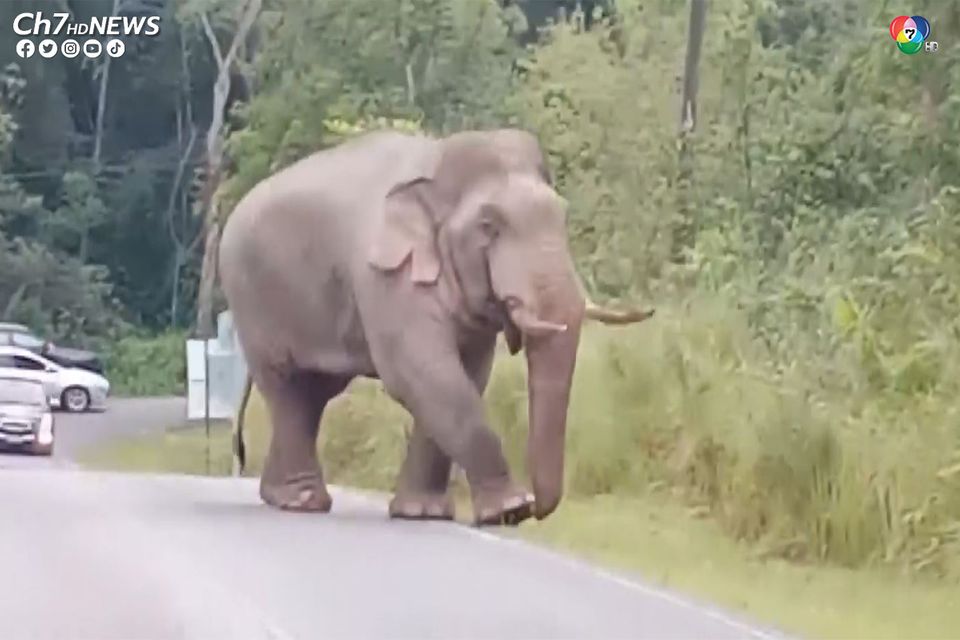 ช้างป่าเขาใหญ่