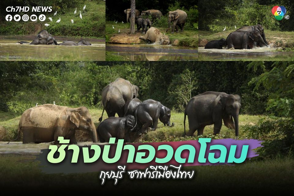 ช้างป่าโชว์ตัวที่กุยบุรีหลังปิดฟื้นฟูธรรมชาติ