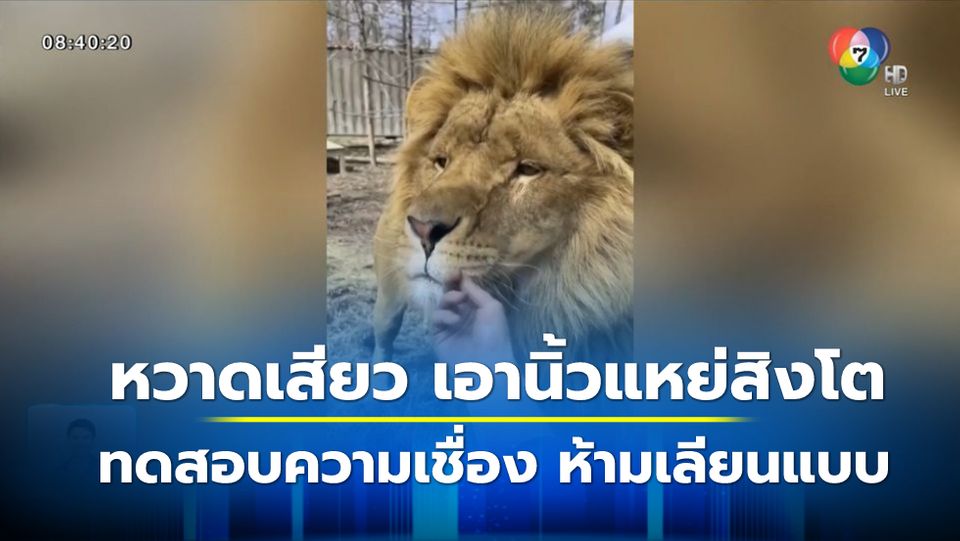ภาพเป็นข่าว : เจ้าหน้าที่สวนสัตว์สหรัฐฯ แหย่สิงโต