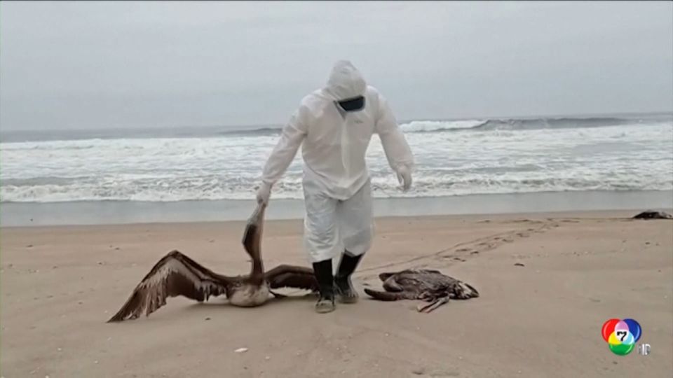 นกตายริมชายหาดนับหมื่นตัว หลังไข้หวัดนกระบาดในเปรู