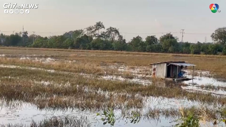 ชาวนาอ่างทองน้ำตาตก น้ำท่วมนาข้าวมิดรวงข้าว ต้องเกี่ยวข้าวให้เป็นอาหารเป็ด