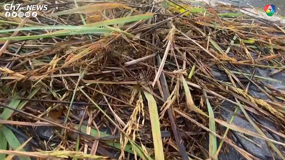 ชาวนาอ่างทองน้ำตาตก น้ำท่วมนาข้าวมิดรวงข้าว ต้องเกี่ยวข้าวให้เป็นอาหารเป็ด