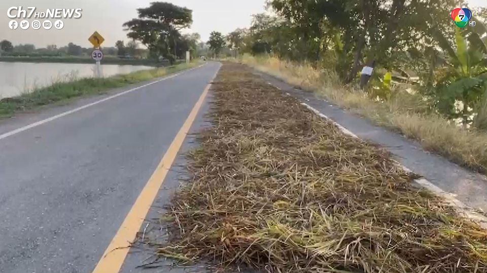 ชาวนาอ่างทองน้ำตาตก น้ำท่วมนาข้าวมิดรวงข้าว ต้องเกี่ยวข้าวให้เป็นอาหารเป็ด