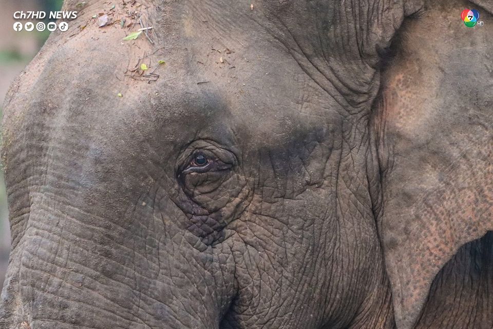 เร่งช่วยชีวิต ช้างป่า สีดอฉีก บาดเจ็บเป็นแผลที่งวง