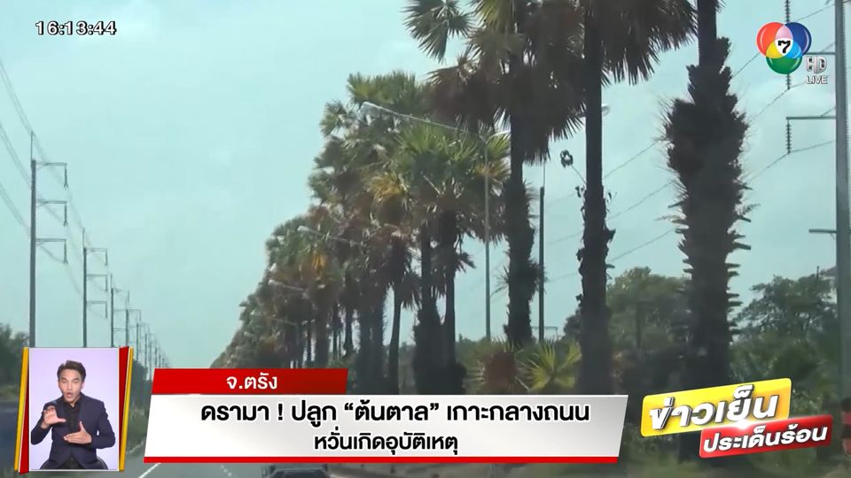 ดรามา! ปลูกต้นตาล เกาะกลางถนน หวั่นเกิดอุบัติเหตุ จ.ตรัง