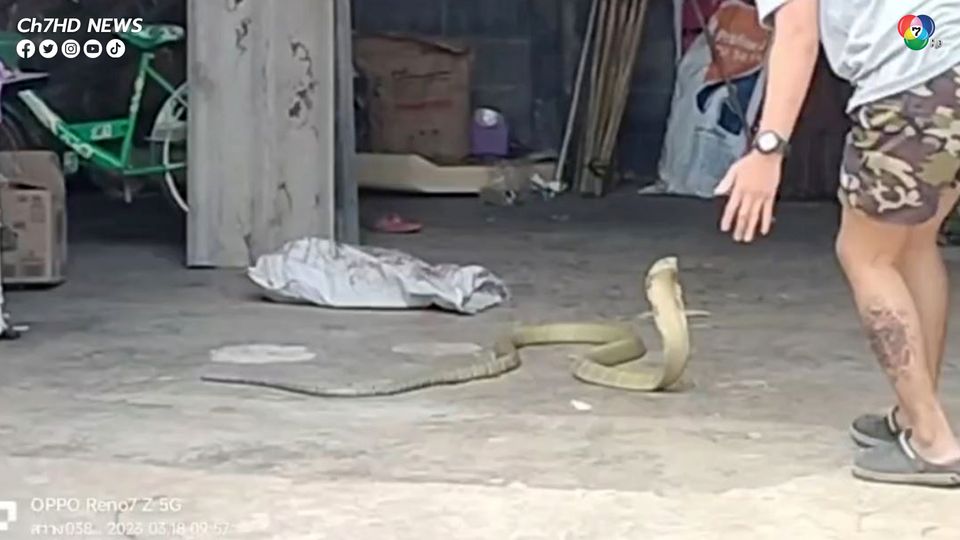 งูจงอางสีทองยาวเกือบ 4 เมตร เลื้อยเข้าบ้าน เจ้าของรีบแจ้งกู้ภัยช่วยจับ