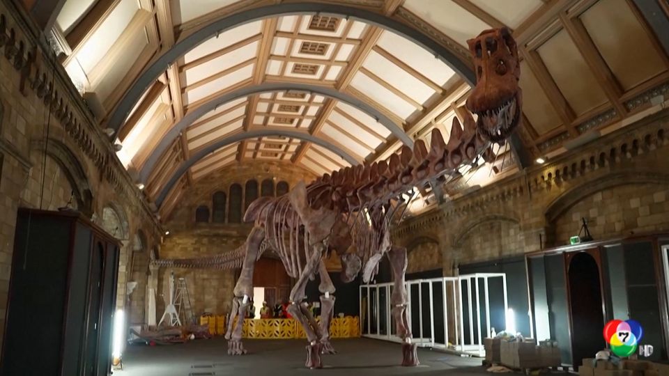 จัดแสดงกระดูกไดโนเสาร์ขนาดยักษ์อายุกว่า 100 ล้านปี ในลอนดอน