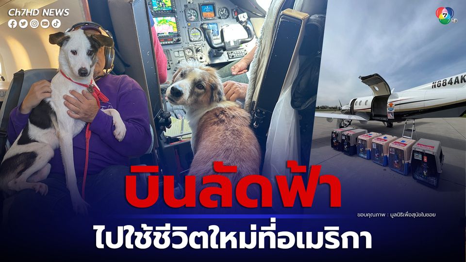 สุนัขจร 6 ตัว จากไทยบินลัดฟ้าไปใช้ชีวิตใหม่ที่อเมริกา