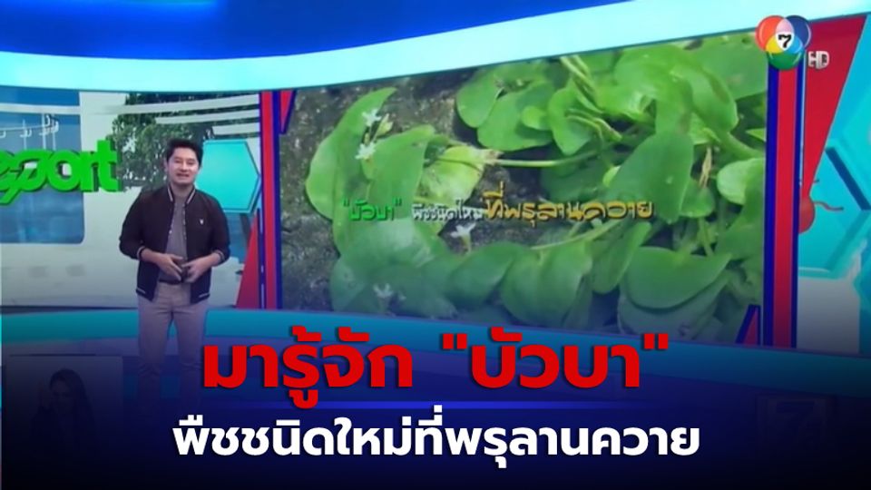 Green Report : บัวบา พืชชนิดใหม่ที่พรุลานควาย