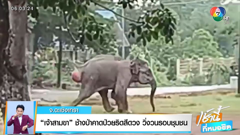 เจ้าสามขา ช้างป่าคาดป่วยริดสีดวง วิ่งวนรอบชุมชน จ.ฉะเชิงเทรา
