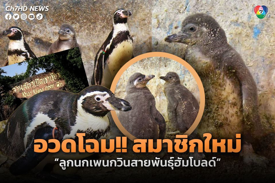 สวนสัตว์เปิดเขาเขียว อวดโฉมสมาชิกใหม่ ลูกนกเพนกวิน สายพันธุ์ฮัมโบลด์ 4 ตัว
