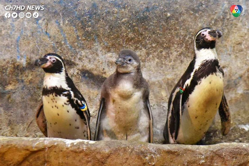สวนสัตว์เปิดเขาเขียว อวดโฉมสมาชิกใหม่ ลูกนกเพนกวิน สายพันธุ์ฮัมโบลด์ 4 ตัว