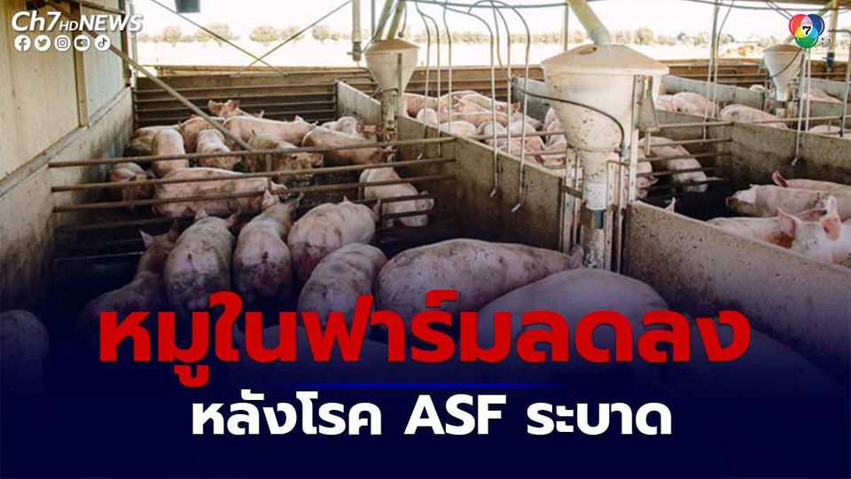 เกาหลีใต้เผยหมูในฟาร์มลดลงหลังโรค ASF ระบาด