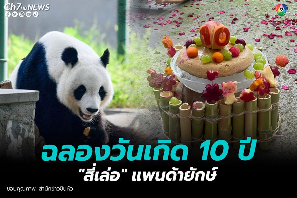 ฉลองวันเกิด 10 ปี แพนด้ายักษ์ ในสวนสัตว์เทียนจิน ประเทศจีน