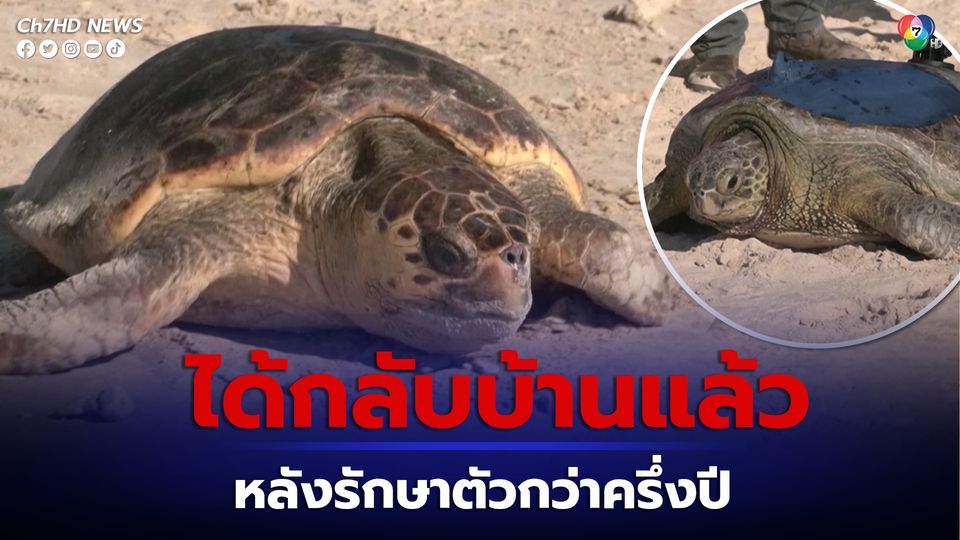 อิสราเอลปล่อยเต่ายักษ์ 2 ตัว กลับสู่ทะเล หลังรักษาตัวนานกว่าครึ่งปี